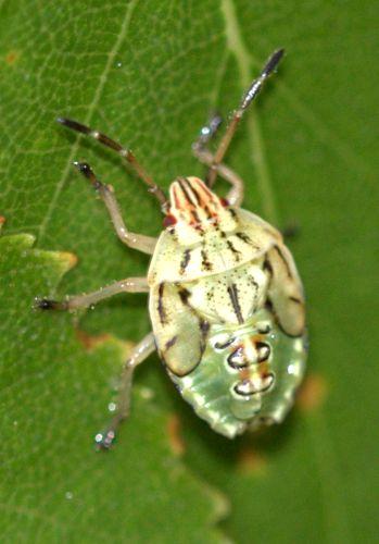 Elasmucha grisea grisea